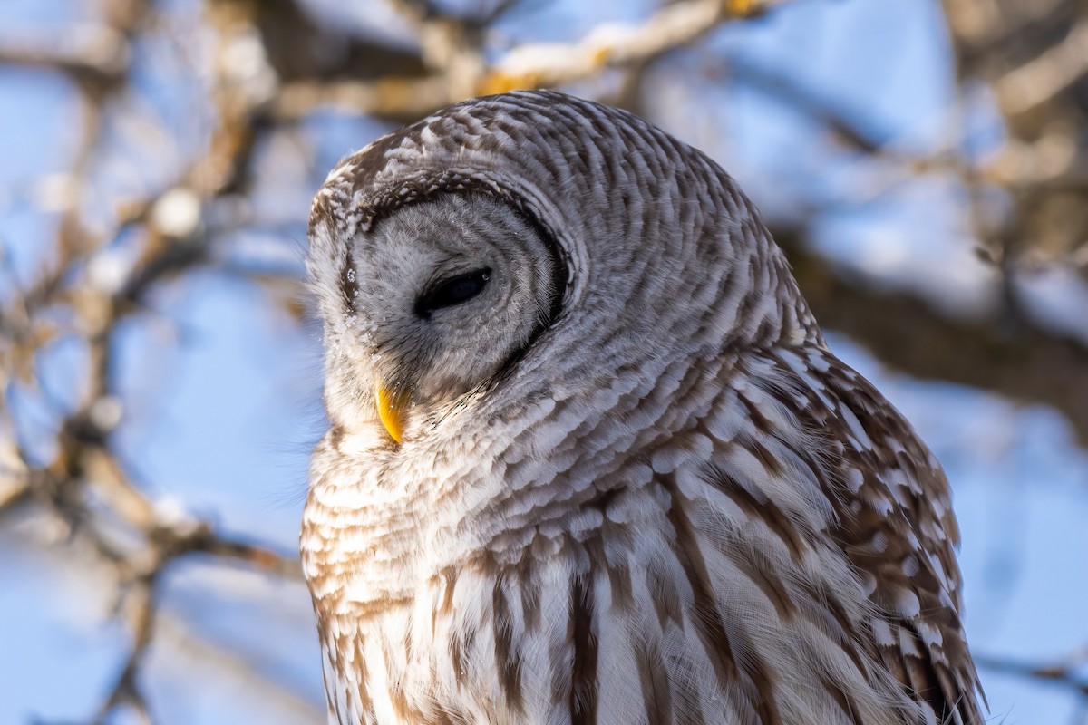 Barred Owl - Andrew Standfield