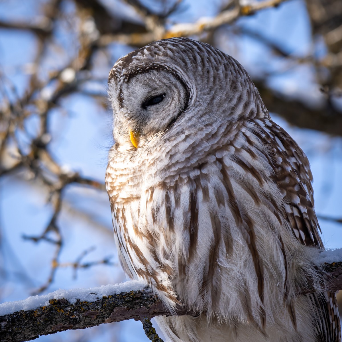 Barred Owl - Andrew Standfield