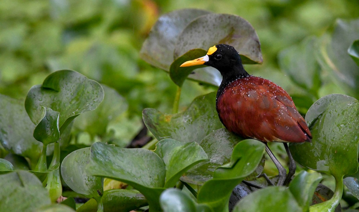 Northern Jacana - Sean Sime