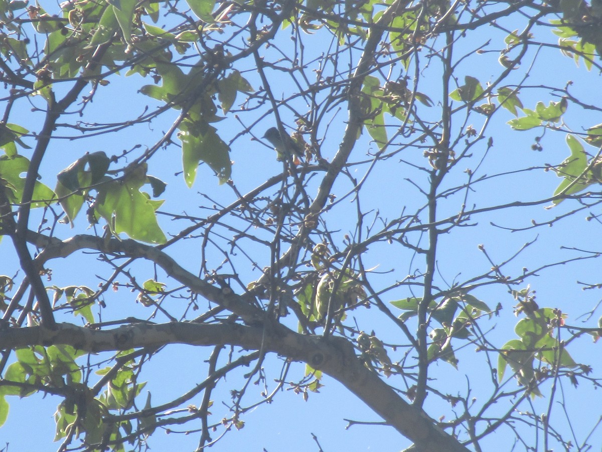 Empidonax sp. - ML292841751