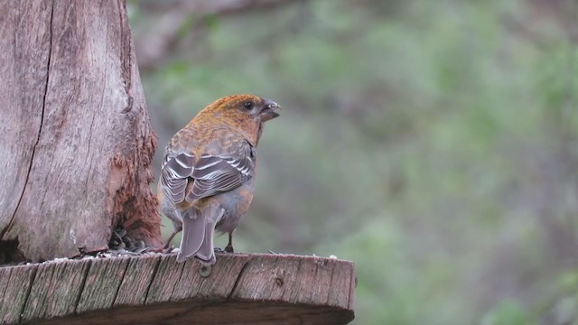 Pine Grosbeak - ML292842171