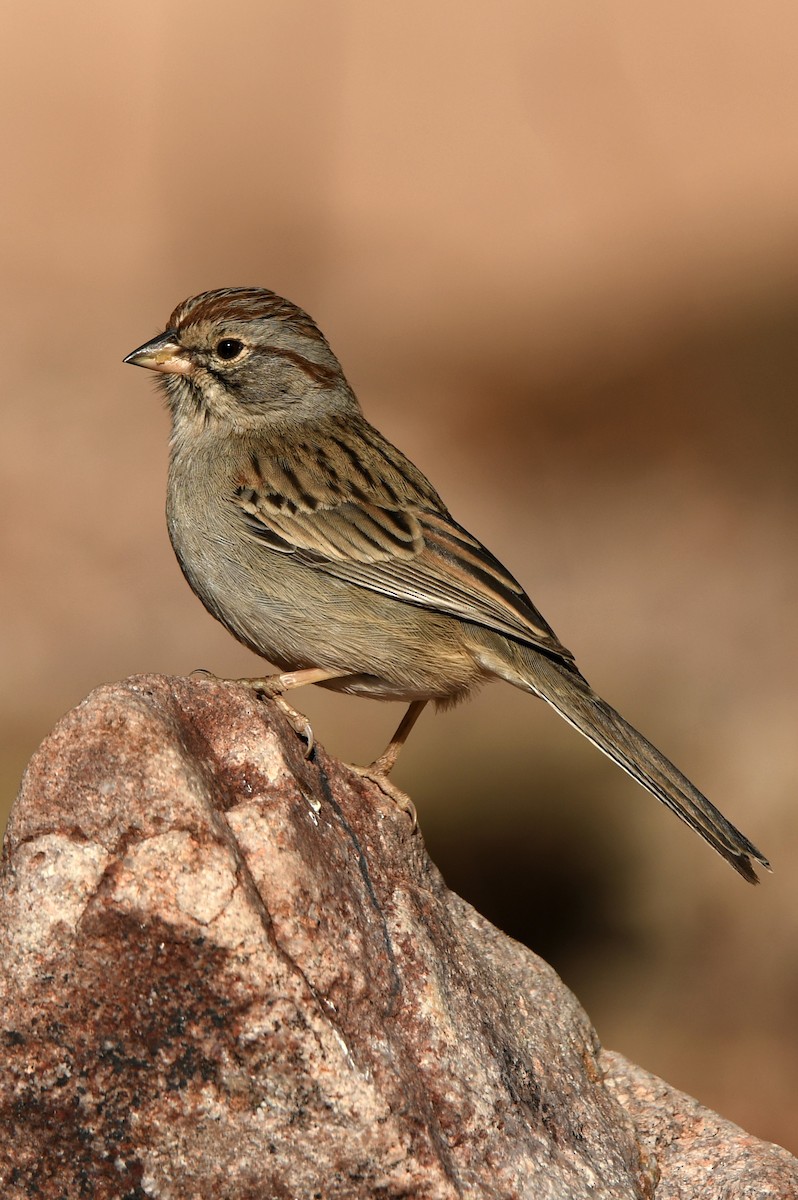 Rufous-winged Sparrow - Tony Battiste