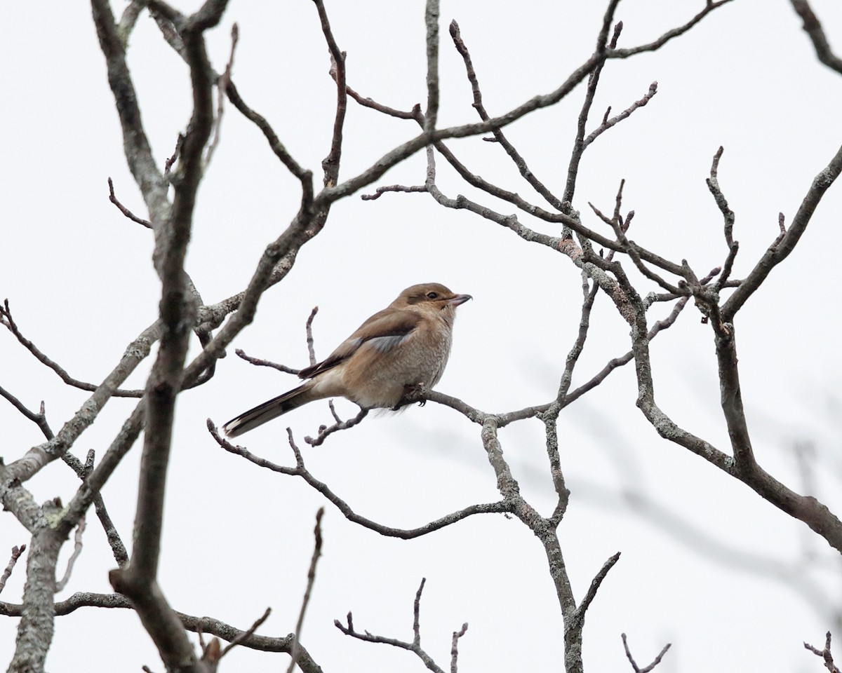 Northern Shrike - Tom Murray