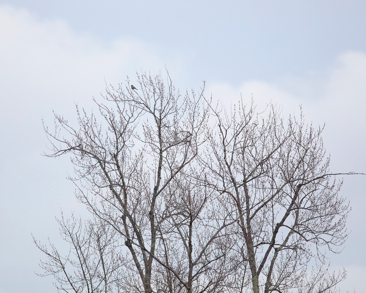 Northern Shrike - ML292844521