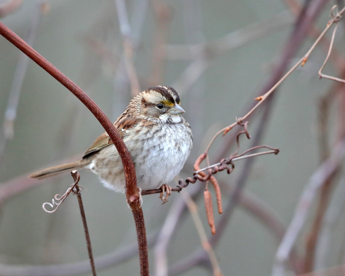 White-throated Sparrow - ML292844651