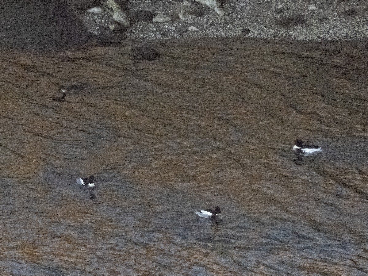 Red-breasted Merganser - ML292844661