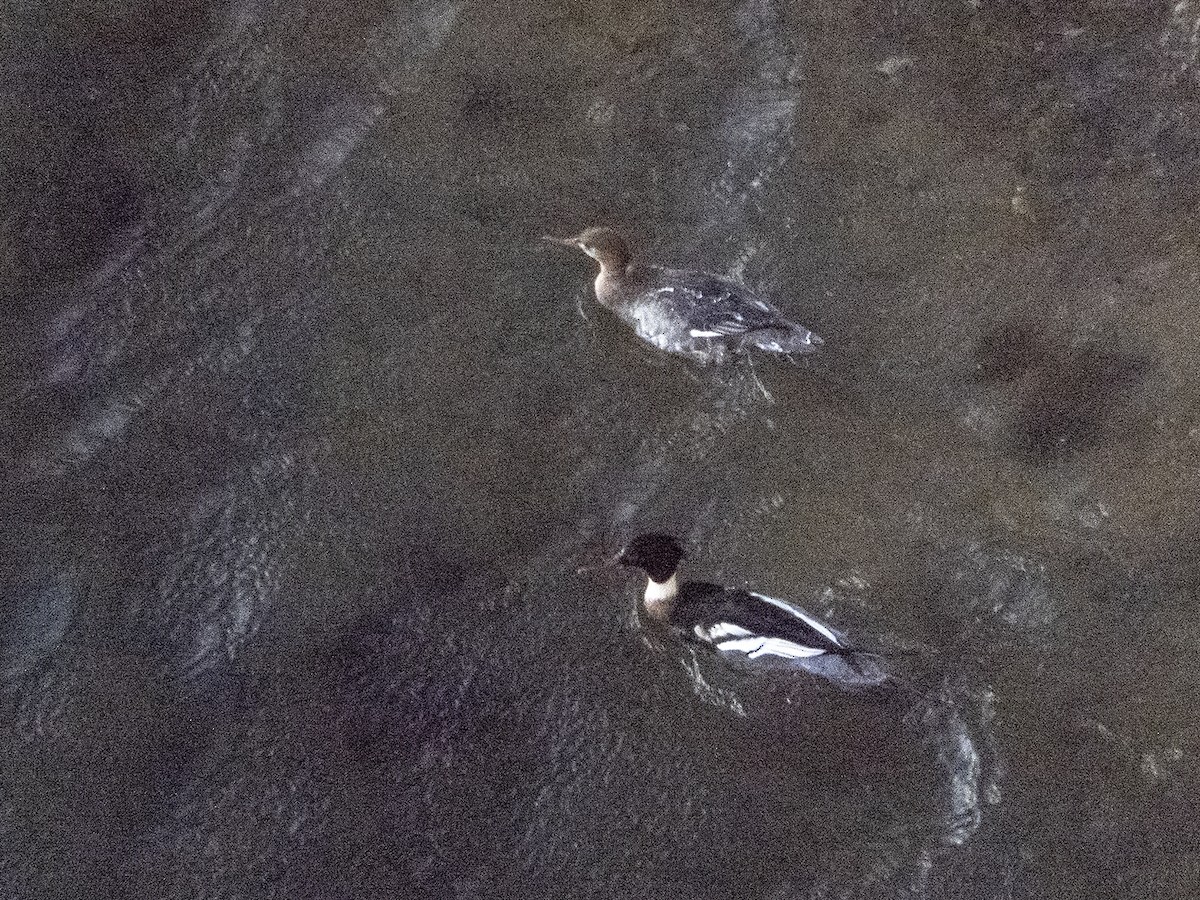 Red-breasted Merganser - ML292844671