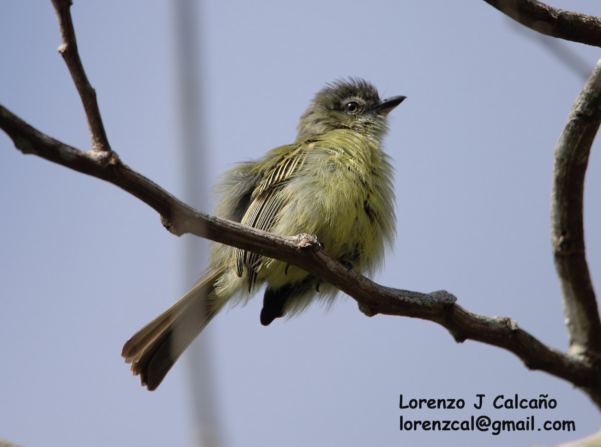 Yellow-margined Flatbill - Lorenzo Calcaño