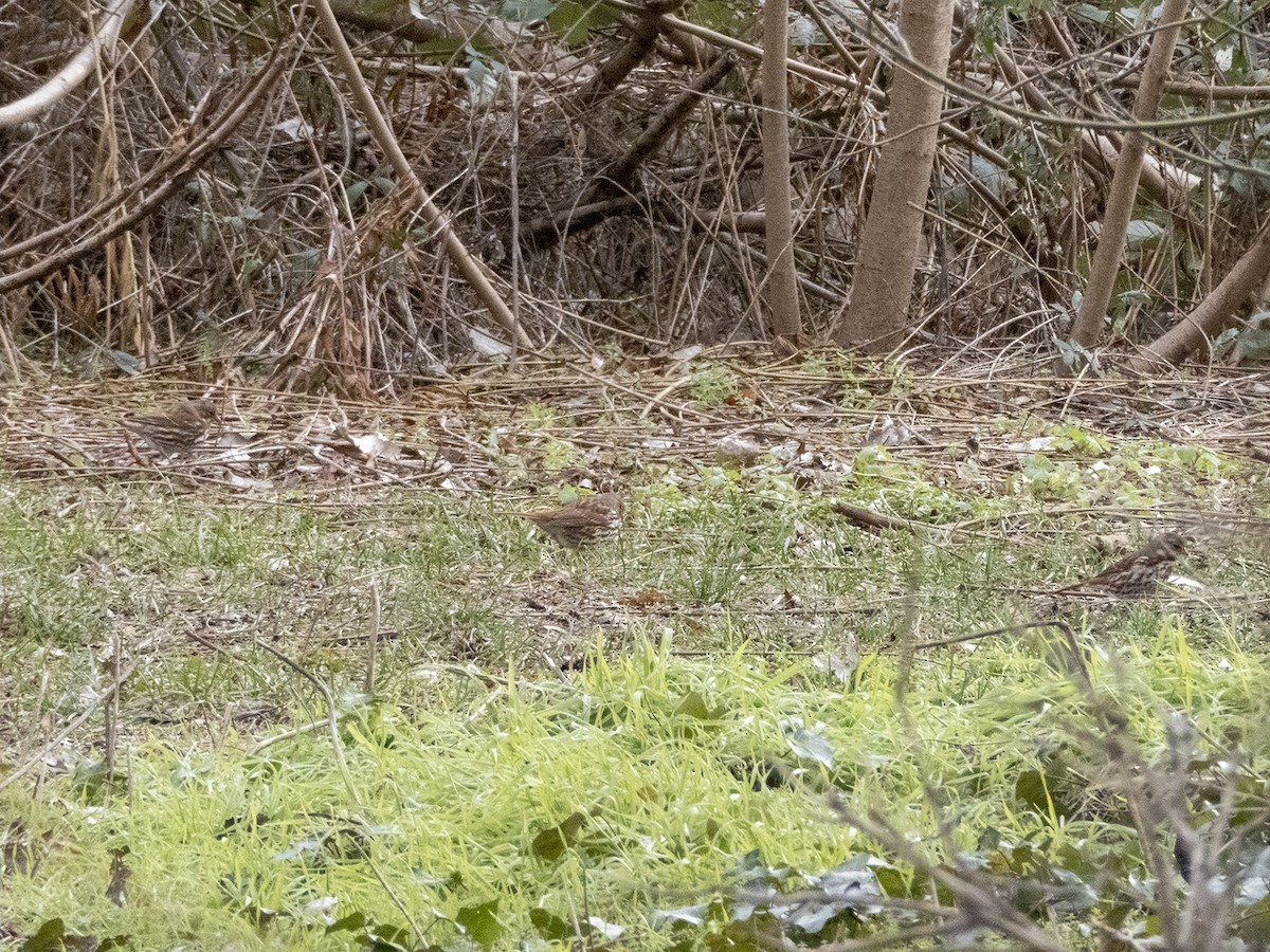 Fox Sparrow - ML292846691