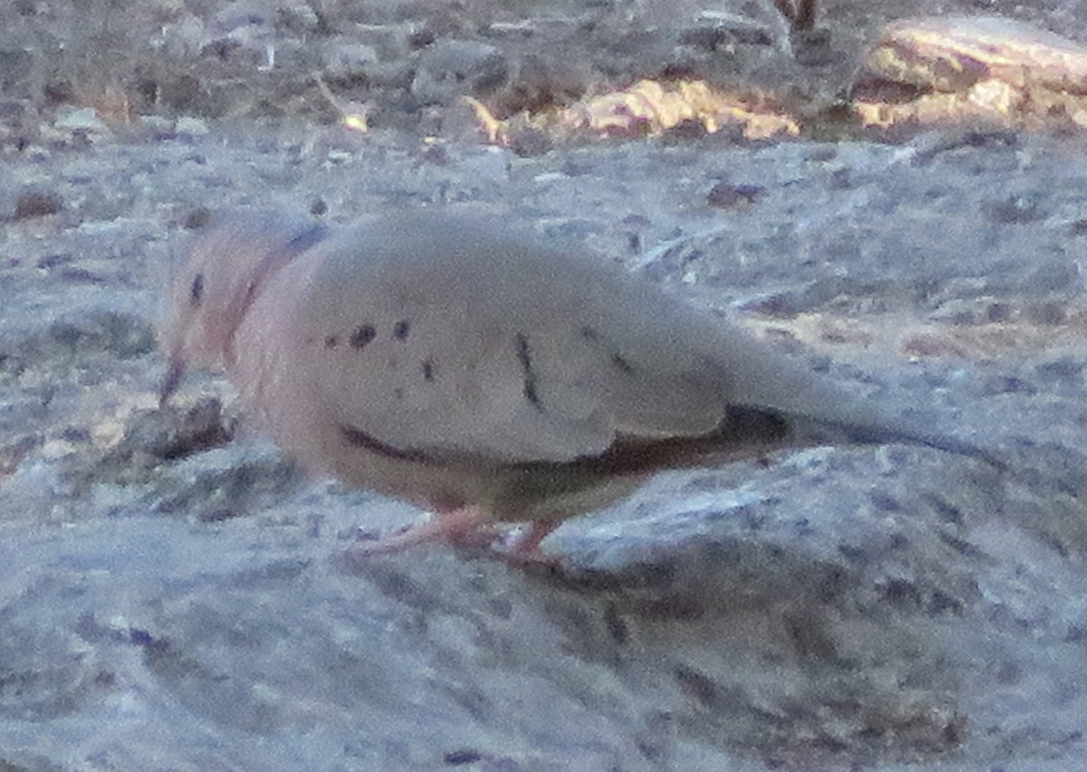 Common Ground Dove - ML292847001