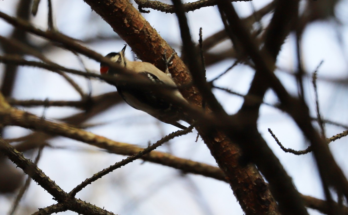 Downy Woodpecker (Eastern) - Rob Bielawski