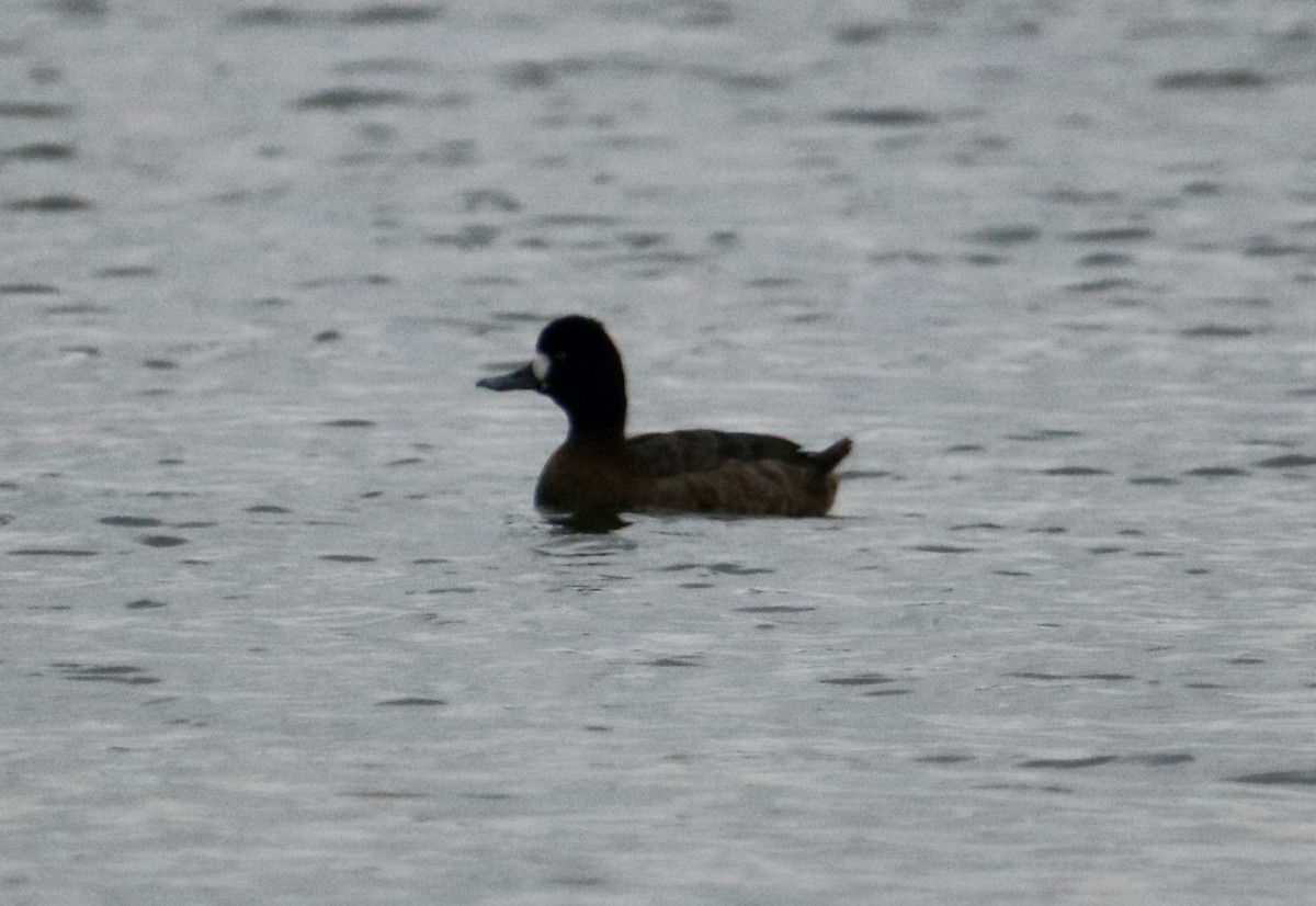 Lesser Scaup - ML292849331