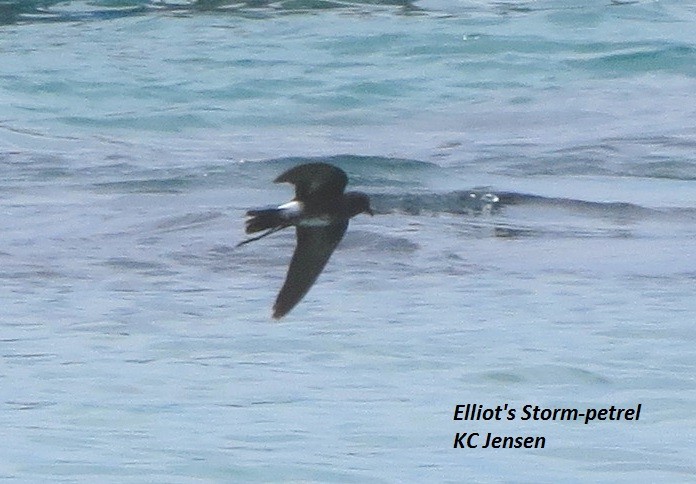 Elliot's Storm-Petrel - ML29285041