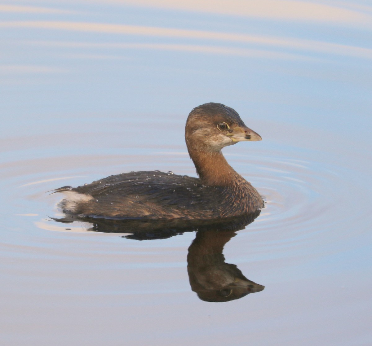 Pied-billed Grebe - Mike Fung