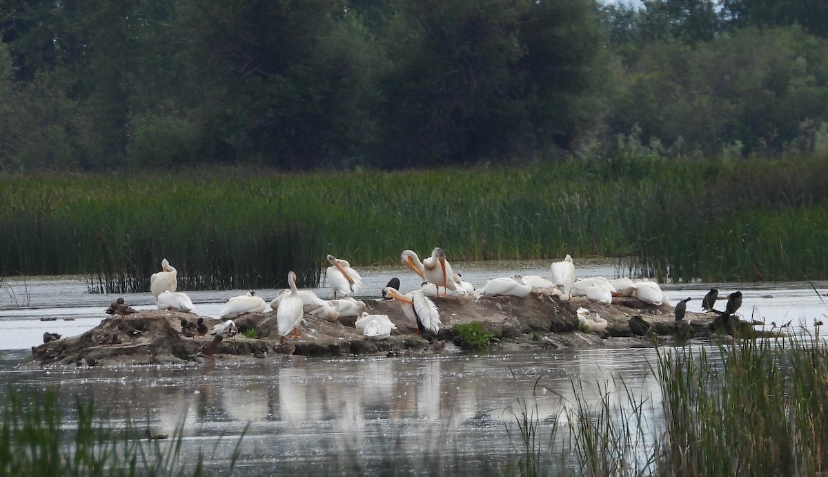 American White Pelican - ML292851531