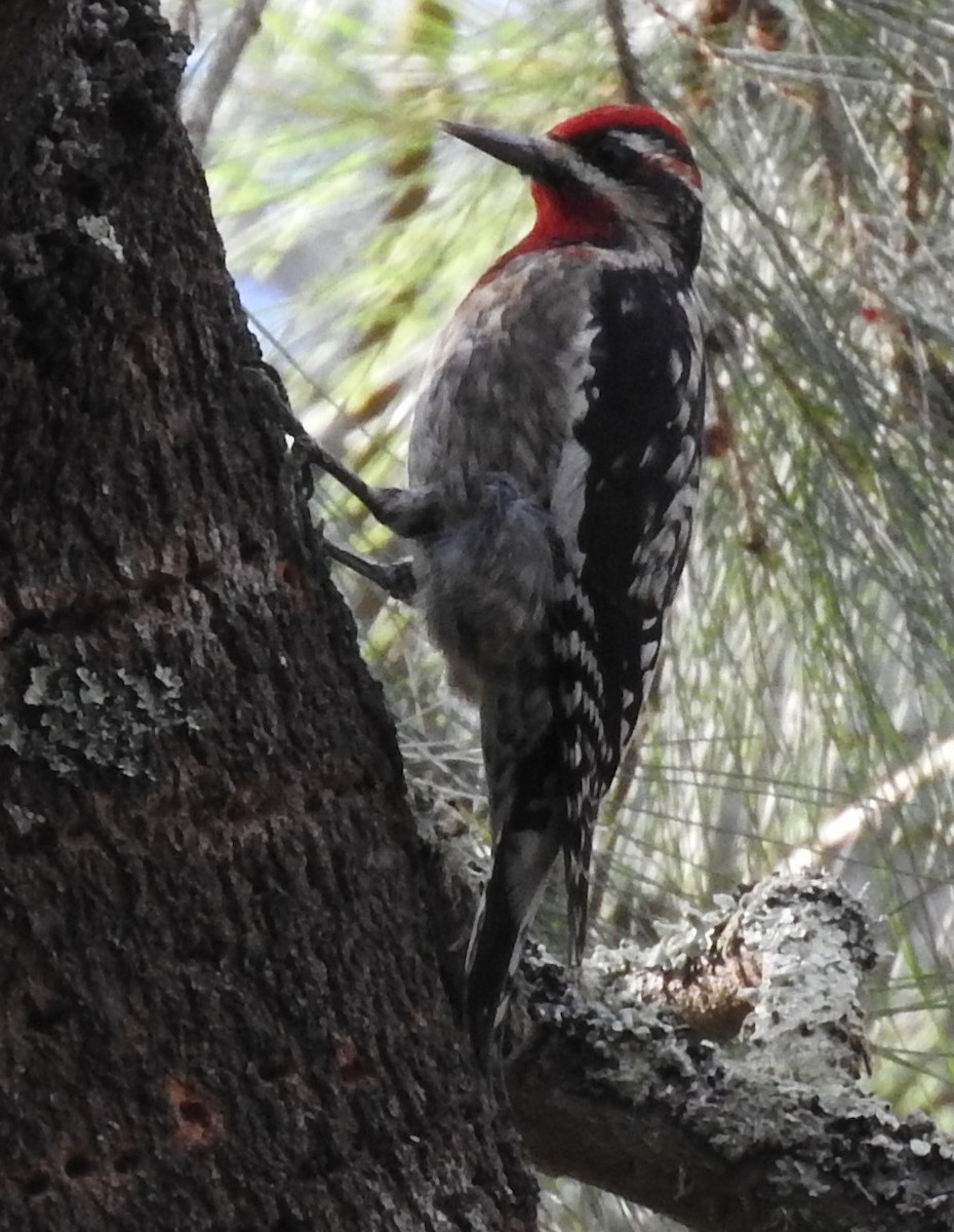 Red-naped x Red-breasted Sapsucker (hybrid) - ML292851841