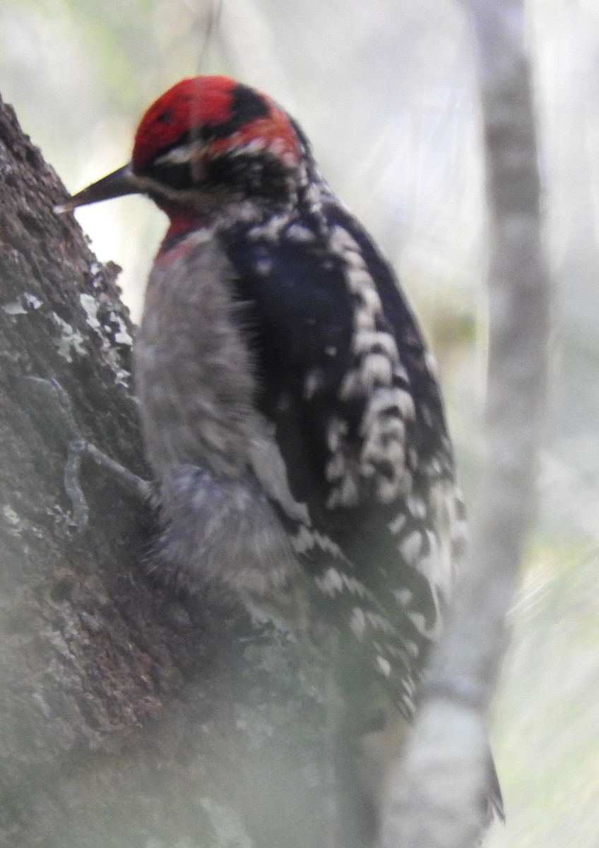 Red-naped x Red-breasted Sapsucker (hybrid) - ML292851861