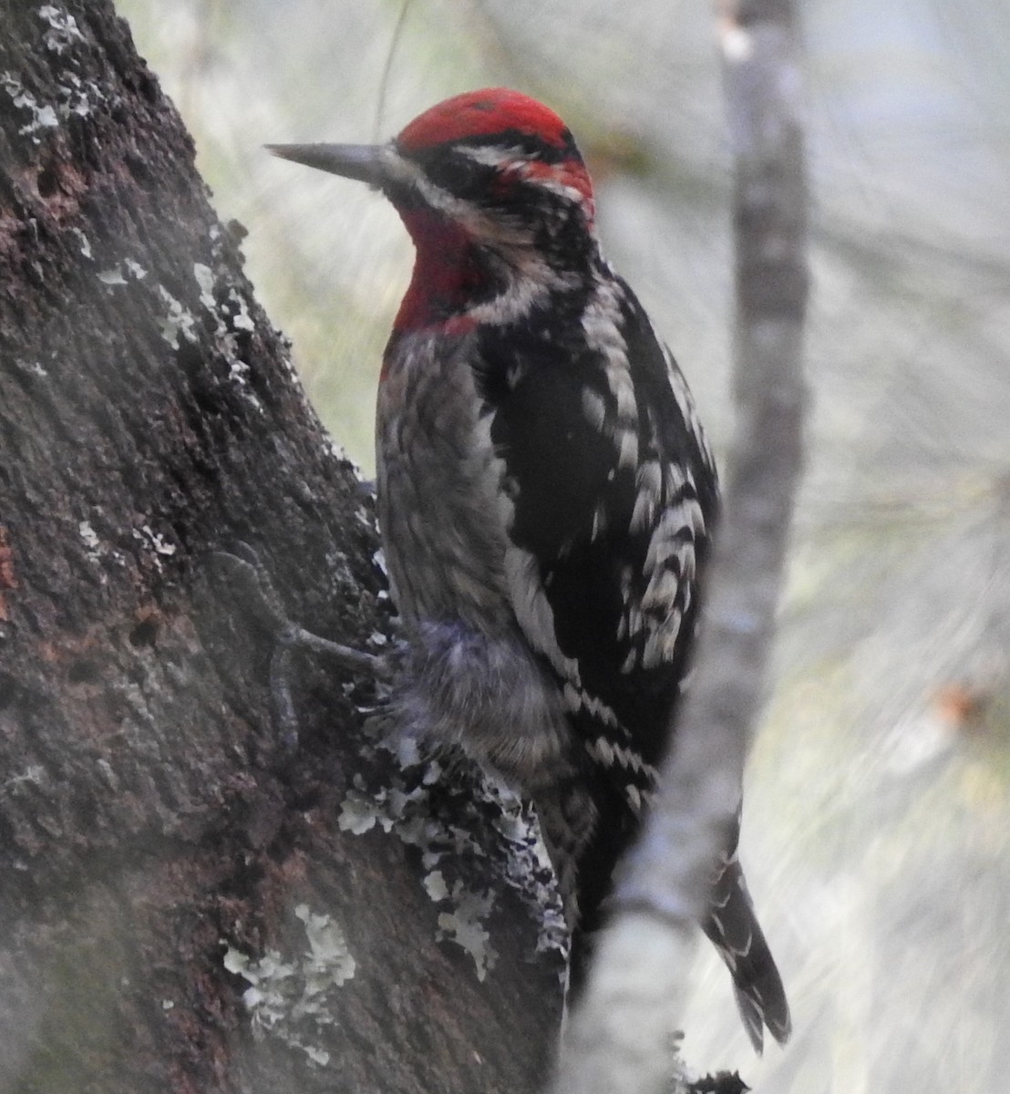 Red-naped x Red-breasted Sapsucker (hybrid) - ML292851881