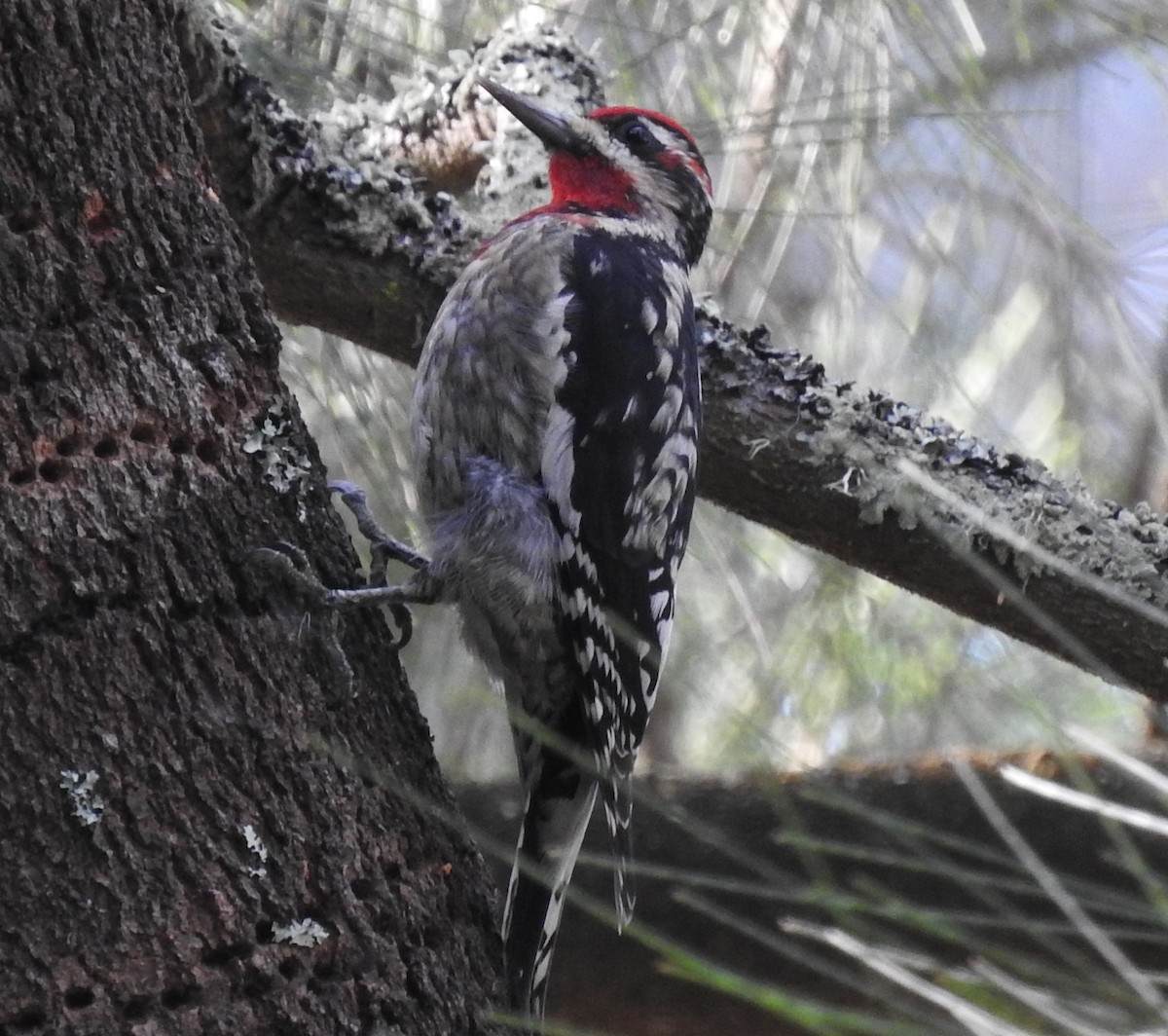 Red-naped x Red-breasted Sapsucker (hybrid) - ML292851891
