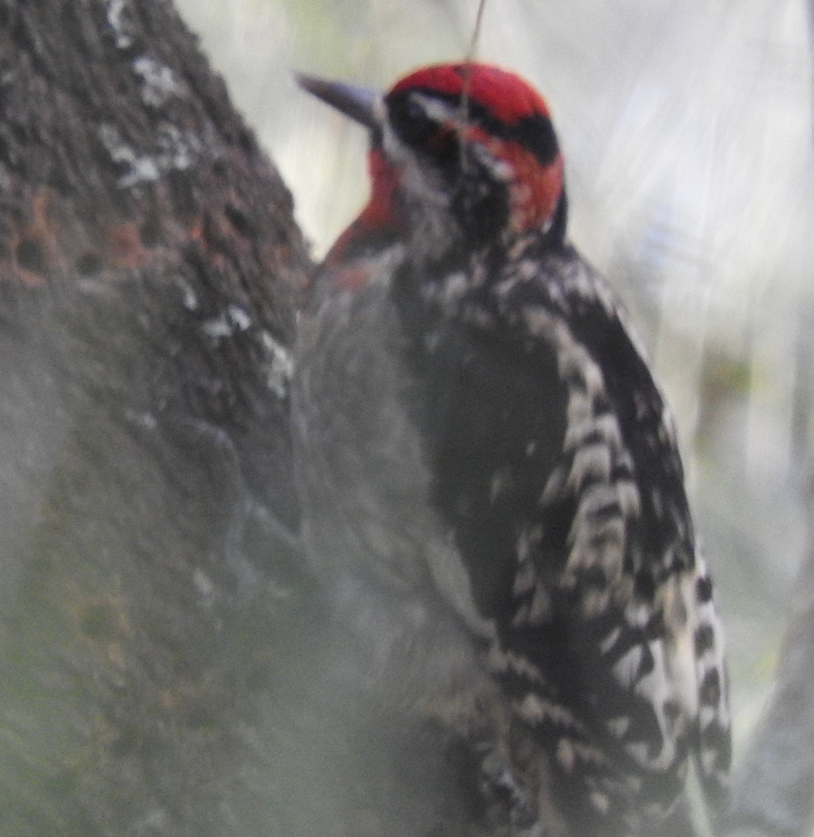 Red-naped x Red-breasted Sapsucker (hybrid) - ML292851901