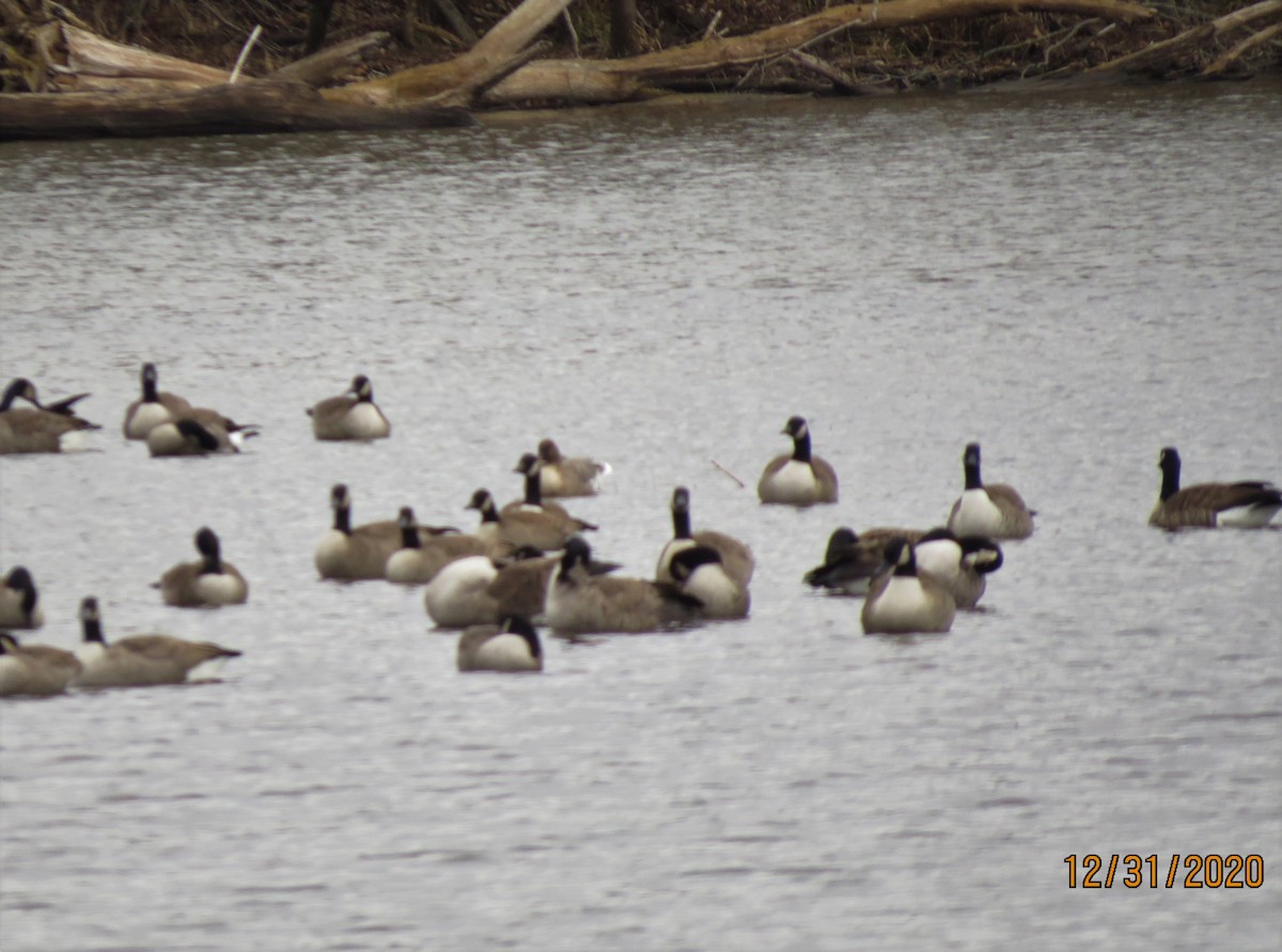 Pink-footed Goose - ML292852601