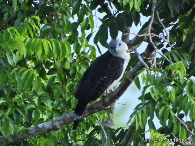 Gray-headed Kite - ML292853161