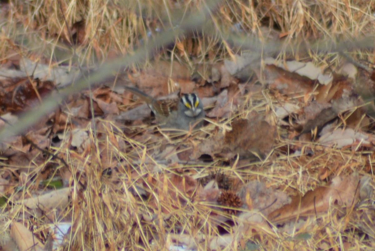 White-throated Sparrow - ML292853241