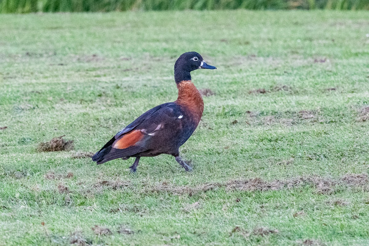 Australian Shelduck - ML292853681