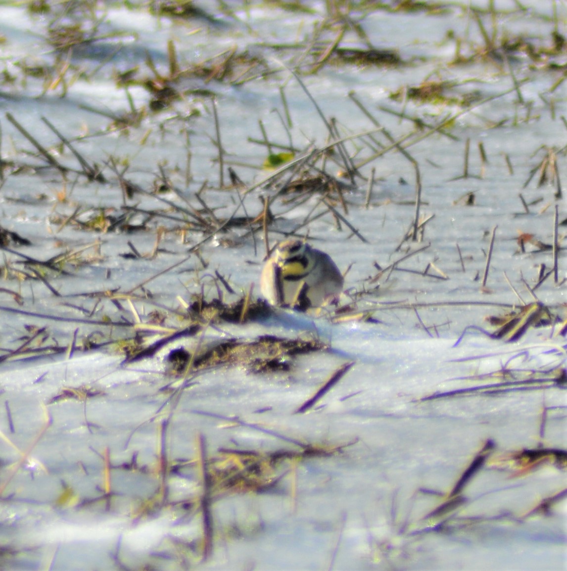 Horned Lark - Mary Anne Fluke