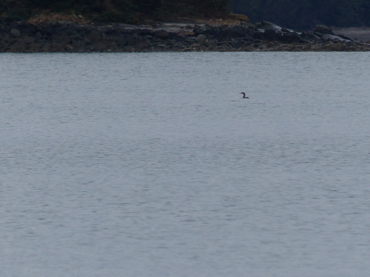 loon sp. - ML292854921