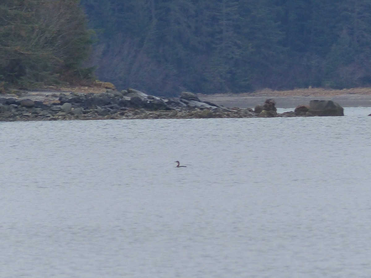 loon sp. - ML292854951