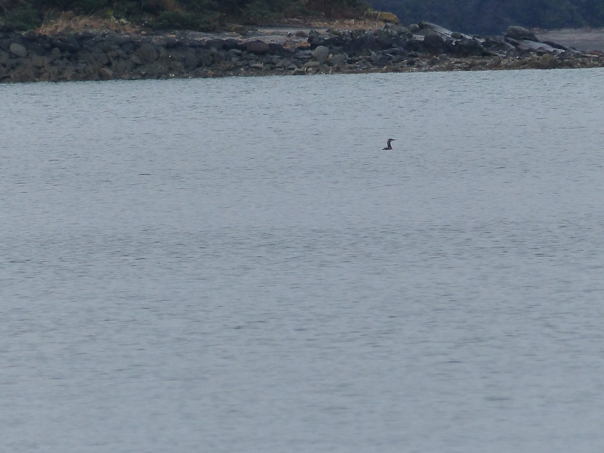 loon sp. - ML292854961