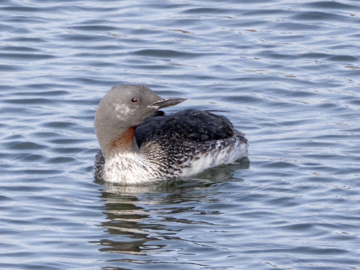 Red-throated Loon - ML292854981