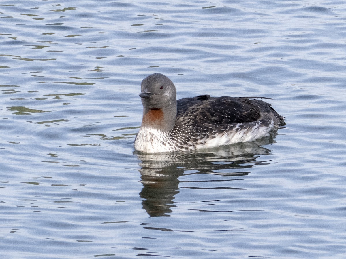 Red-throated Loon - ML292854991