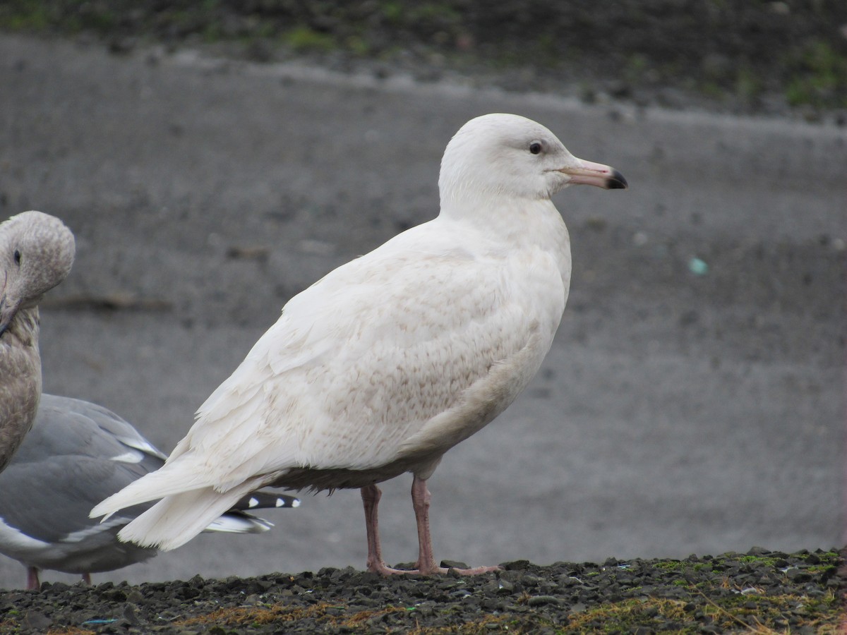 Glaucous Gull - ML292855611