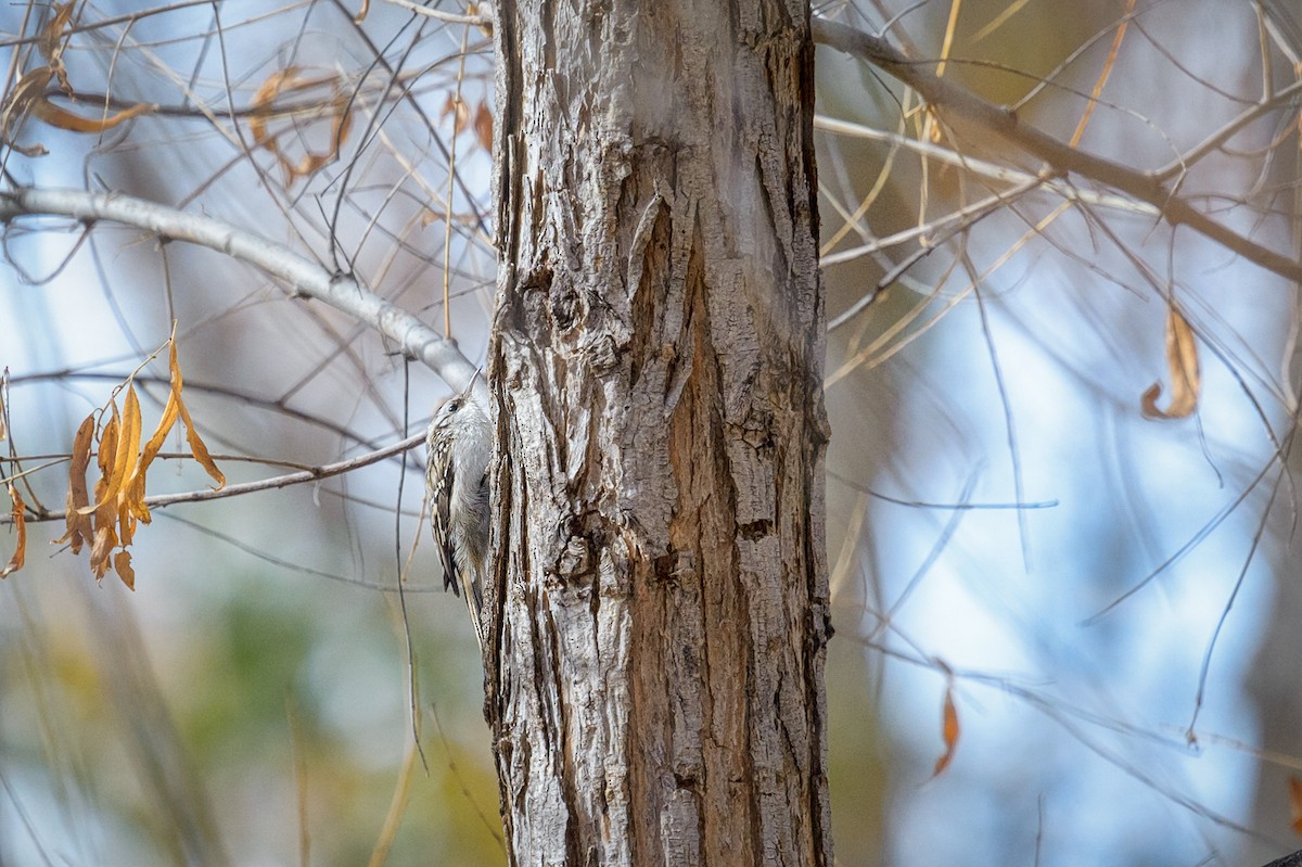 Brown Creeper - ML292856361