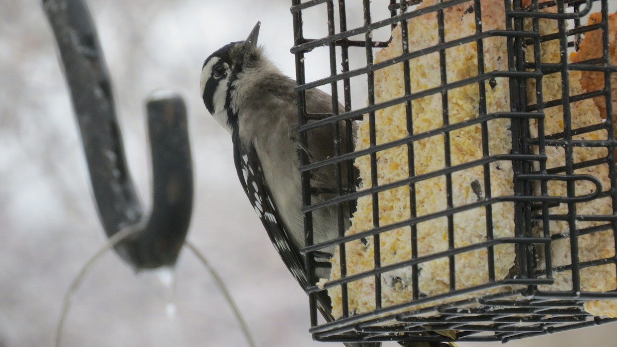 Downy Woodpecker - ML292857171