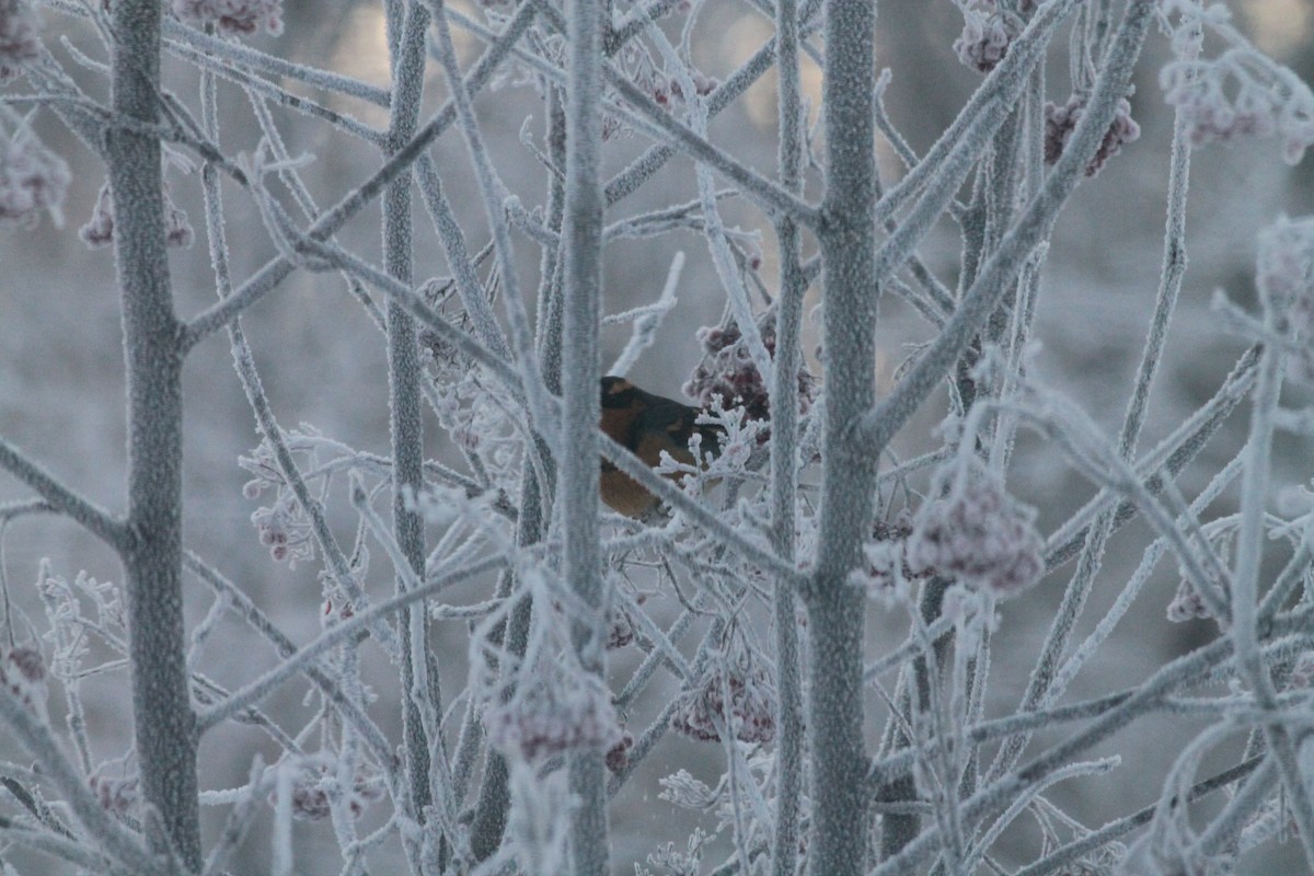 Varied Thrush - ML292857371