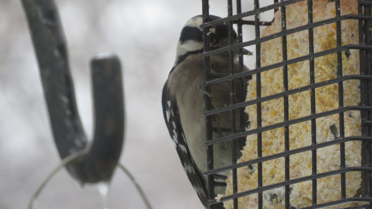 Downy Woodpecker - ML292857461