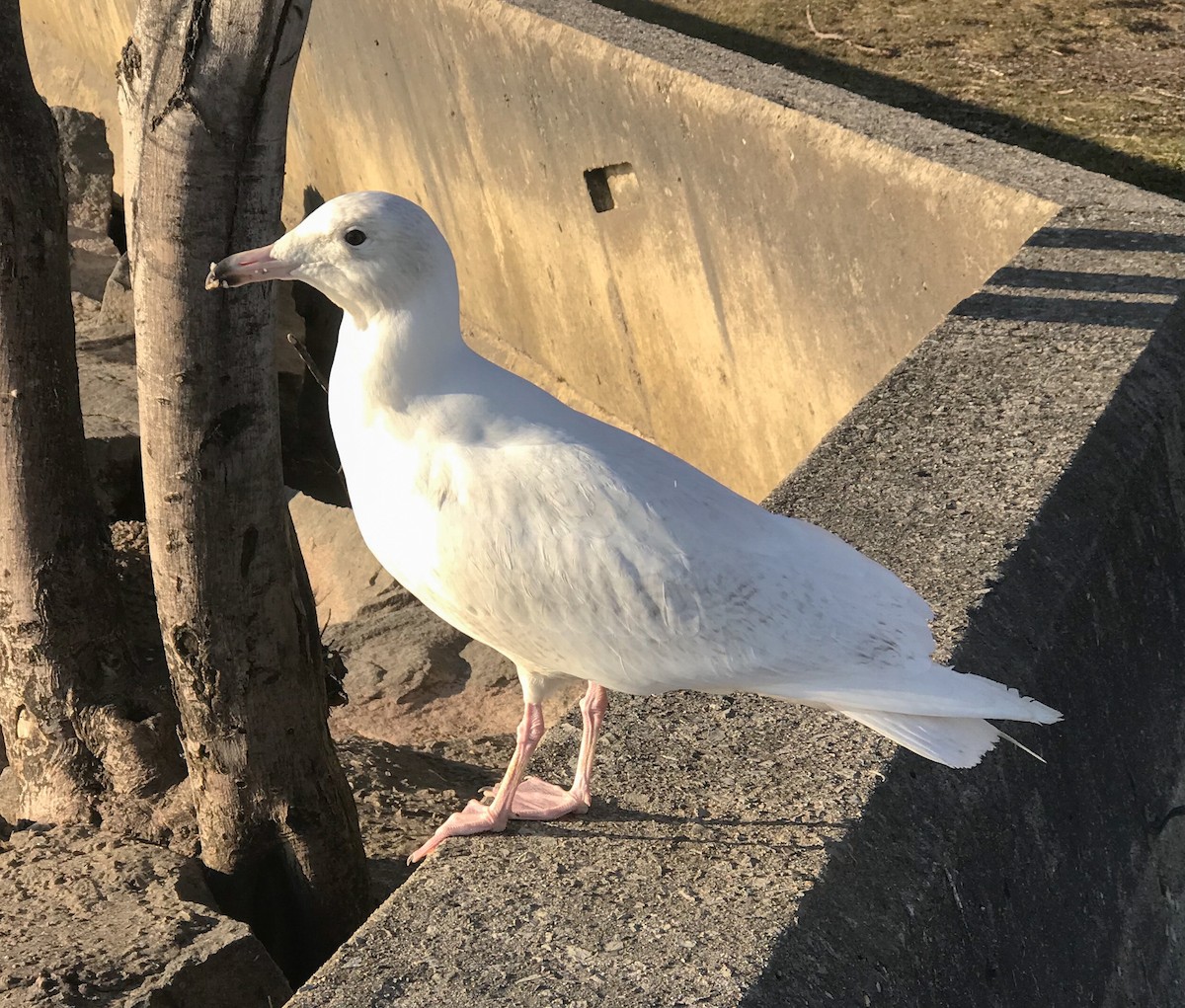 racek šedý - ML292857911