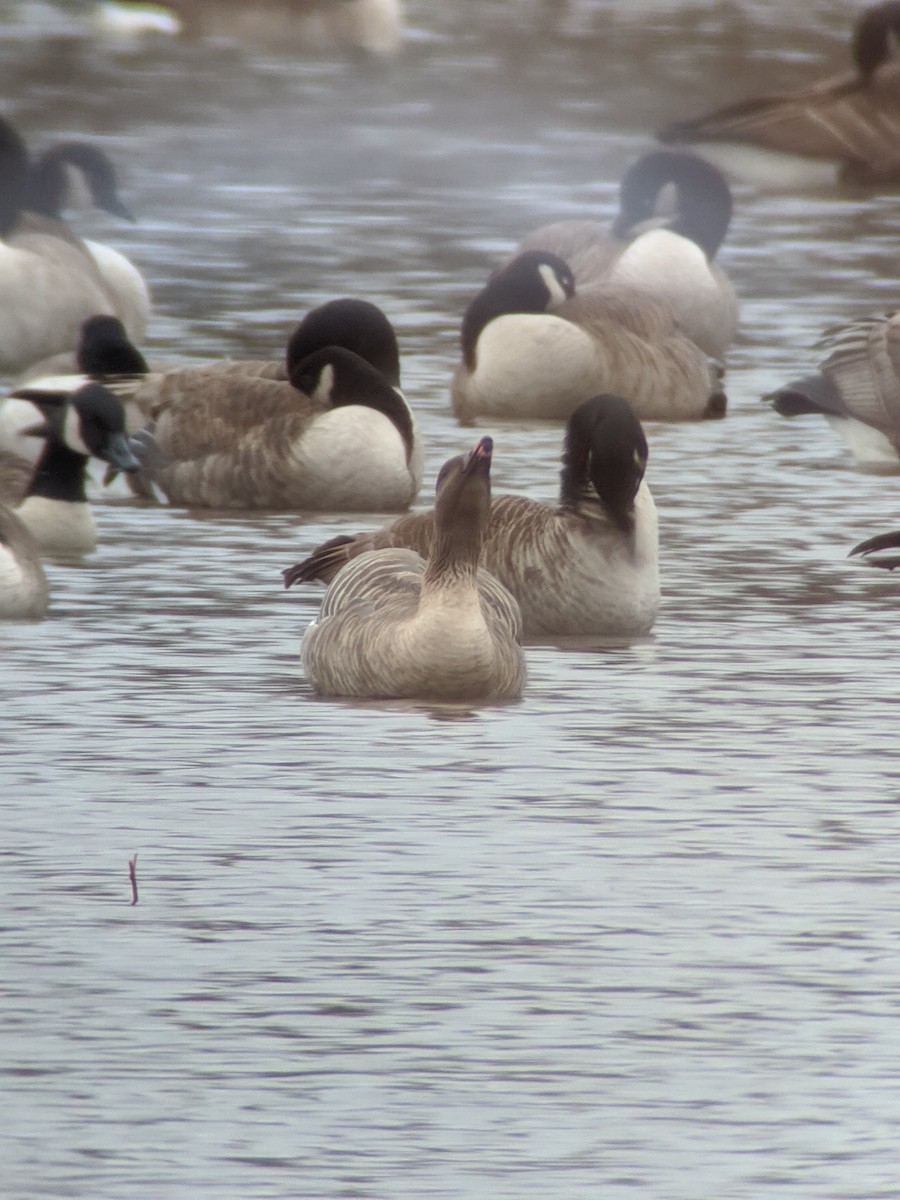 Pink-footed Goose - ML292860021