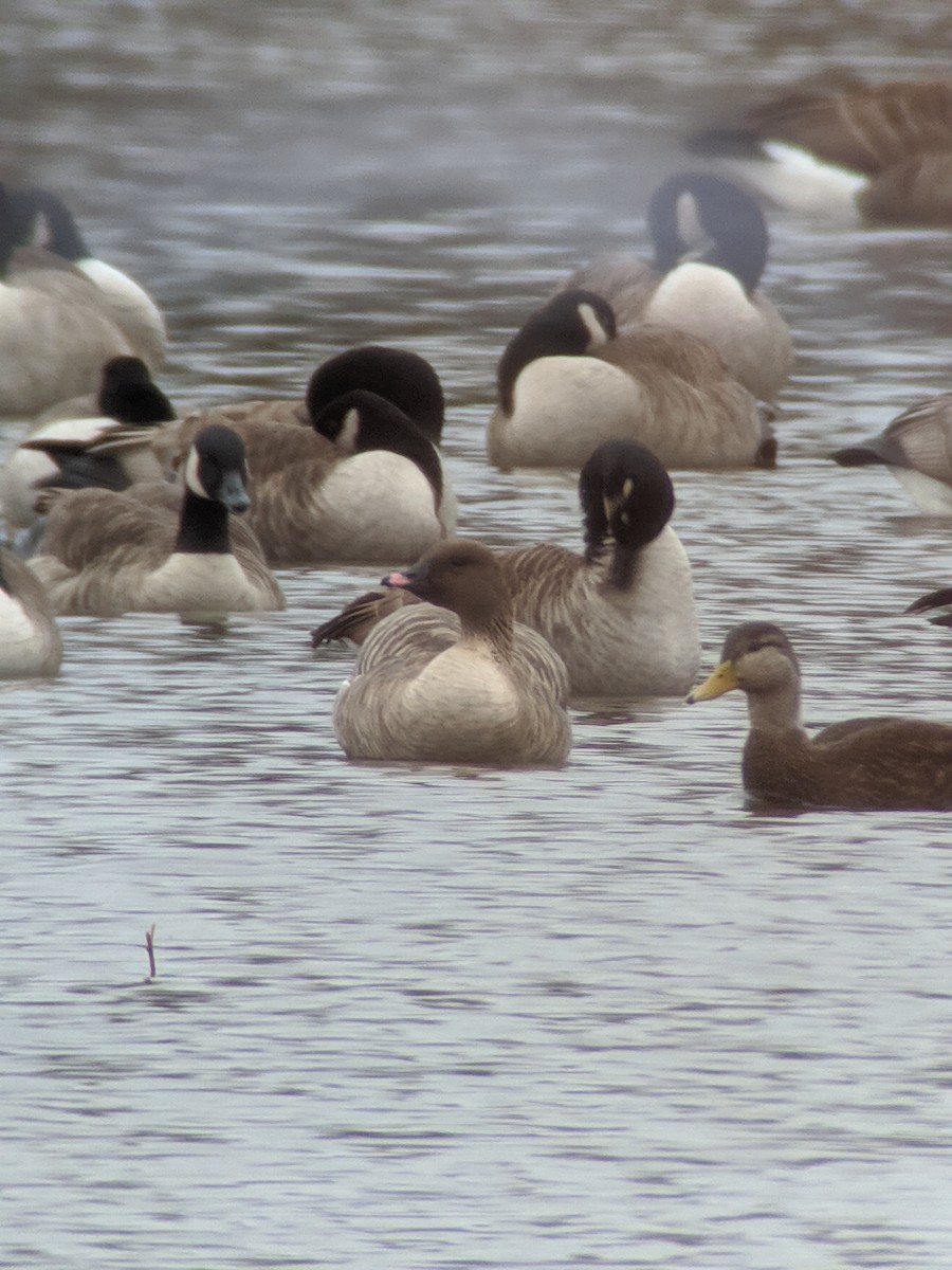 Pink-footed Goose - Paul Heveran