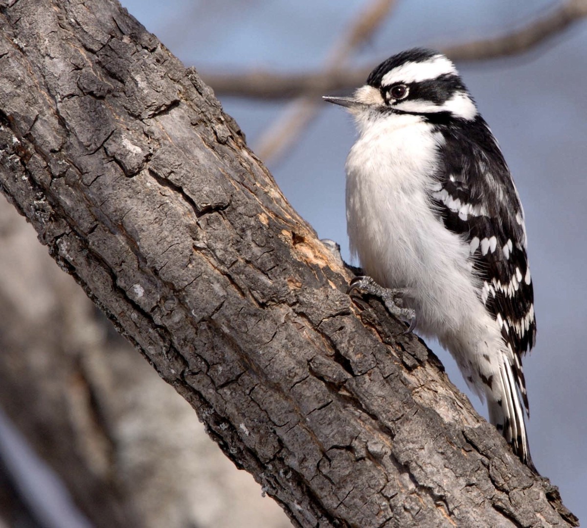 Downy Woodpecker - ML292860311