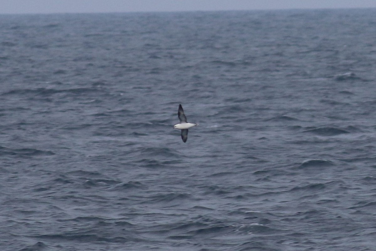 Northern Fulmar (Atlantic) - ML292861191