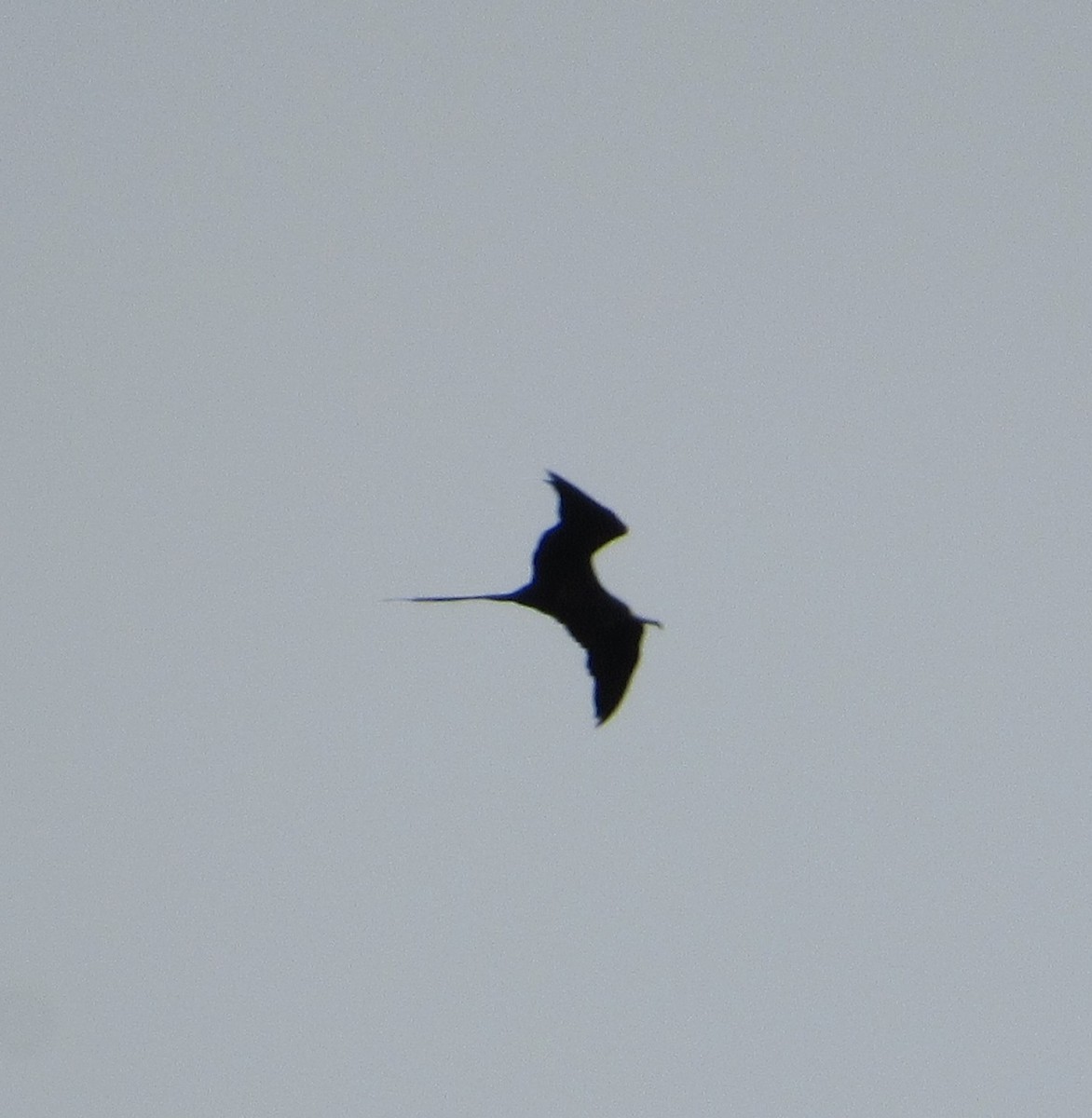 Great Frigatebird - ML292861421