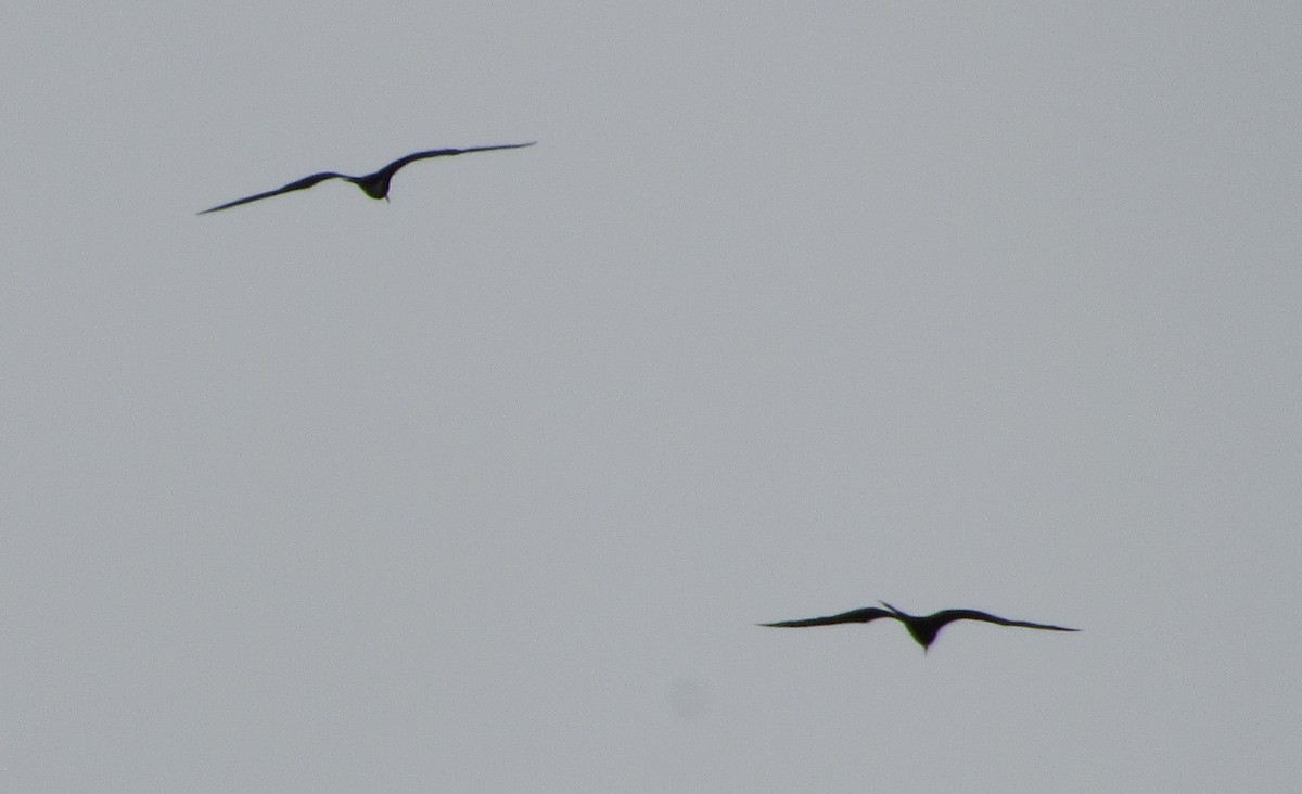 Great Frigatebird - ML292861501