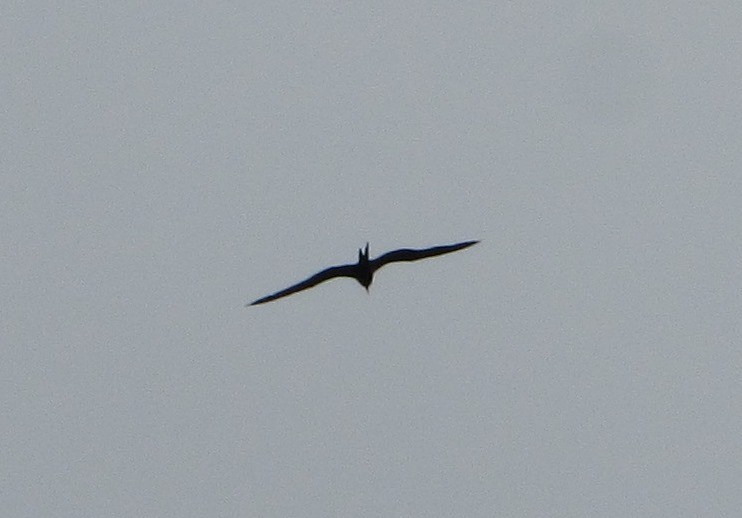 Great Frigatebird - ML292861591