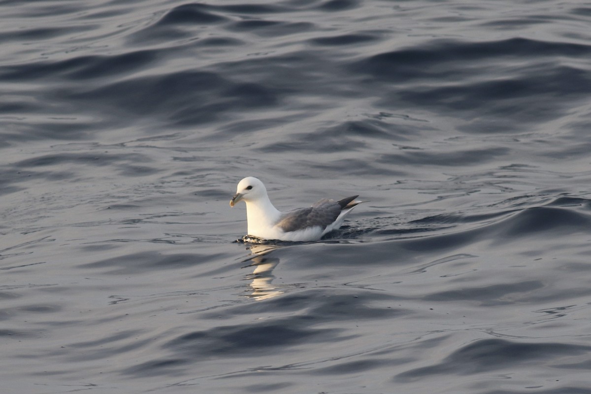 Northern Fulmar (Atlantic) - ML292862231