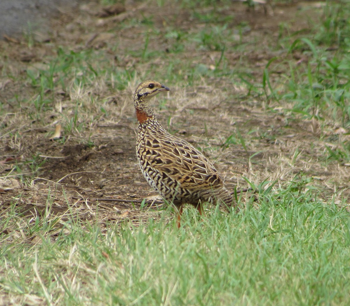 Black Francolin - ML292862281