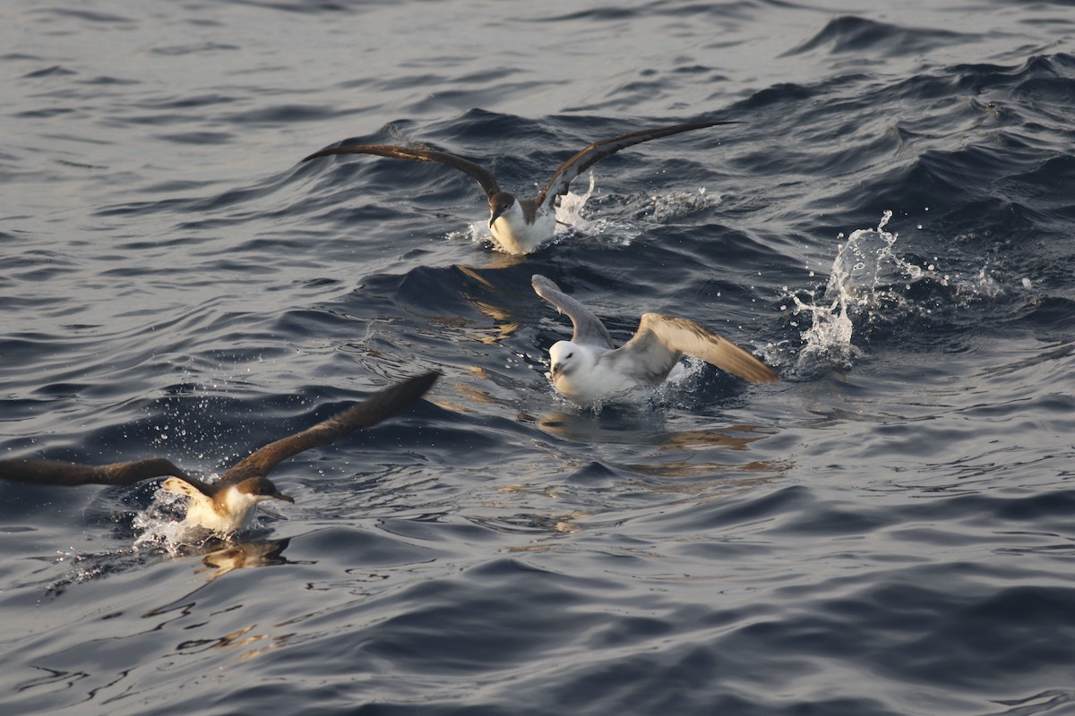 Northern Fulmar (Atlantic) - ML292862321